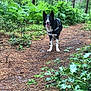 dog, border_collie, forest, trail, greenery, plants, trees, nature, outdoor, animal, canine, panting, adventure, walking, pets, leaves, pathway, fur, alert, black_and_white