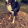 dog, wet, black_and_white, riverbank, rocks, water, outdoor, nature, canine, happy, tongue_out, fur, ears_up, greenery, animal, standing, daylight, playful, pet, leash