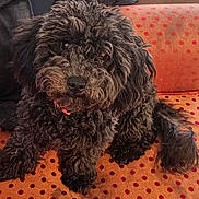 Luna is registered to the contest to win money with this photo: dog, curly_fur, black_dog, pet, animal, couch, indoor, polka_dot, fur, cute, sitting, looking_up, companion, domestic_animal, friendly, furry, canine, resting, household, cozy