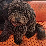 dog, curly_fur, black_dog, pet, animal, couch, indoor, polka_dot, fur, cute, sitting, looking_up, companion, domestic_animal, friendly, furry, canine, resting, household, cozy
