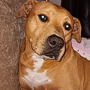 Zeus joined the competition — help win amazing prizes! brown_dog, canine, comfort, couch, dog, ears, face, fur, furniture, home, indoor, lamp, looking_away, nose, pet, quilt, relaxed, seated, wall, white_patch