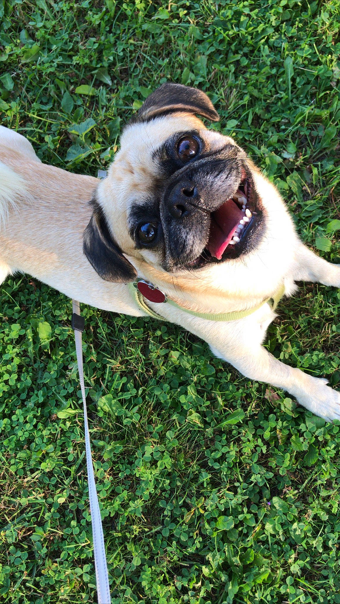 Aj is registered to the contest to win money with this photo: ancient_dog_breeds, canidae, carnivore, companion_dog, dog, dog_breed, fawn, grass, mammal, pug, snout, toy_dog, vertebrate
