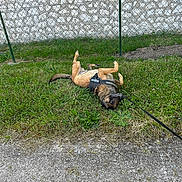 Octobre a rejoint le concours — aidez-le/la à gagner de superbes lots ! dog, grass, harness, fence, stone_wall, outdoor, pet, playful, canine, leash, rolling, nature, animal, ground, greenery, daylight, muzzle, tail, paws, sidewalk