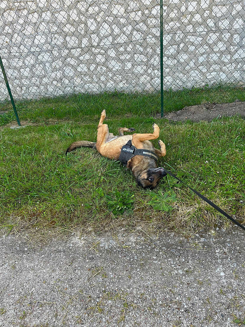 Octobre a rejoint le concours — aidez-le/la à gagner de superbes lots ! dog, grass, harness, fence, stone_wall, outdoor, pet, playful, canine, leash, rolling, nature, animal, ground, greenery, daylight, muzzle, tail, paws, sidewalk