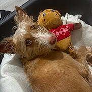 Luna participe au concours pour gagner de l'argent avec cette photo : animal, bed, blanket, brown, comfort, companion, cozy, cute, dog, ears, fur, indoor, looking_at_camera, nose, pet, plush_toy, red_sweater, relaxed, soft, toy