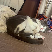 Ruby a rejoint le concours — aidez-le/la à gagner de superbes lots ! cat, sleeping, bed, blanket, indoor, pet, fur, cozy, resting, animal, domestic, cute, gray, white, feline, quiet, soft, relaxing, home, peaceful