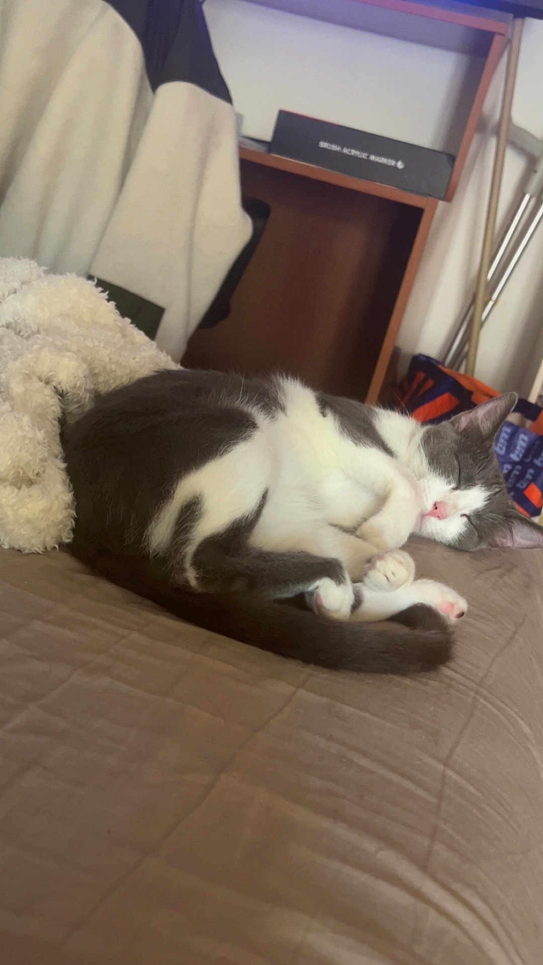 Ruby a rejoint le concours — aidez-le/la à gagner de superbes lots ! cat, sleeping, bed, blanket, indoor, pet, fur, cozy, resting, animal, domestic, cute, gray, white, feline, quiet, soft, relaxing, home, peaceful