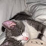 Ruby a rejoint le concours — aidez-le/la à gagner de superbes lots ! bed, blanket, cat, close_up, comfort, cozy, fur, gray_and_white, human, indoor, kitten, nap, nose, pet, relaxation, rest, sleeping, soft, tshirt, whiskers