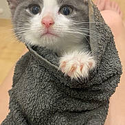 Ruby participe au concours pour gagner de l'argent avec cette photo : animal, cat, closeup, curious, cute, ears, feline, gray_cat, indoor, kitten, paw, pet, pink_nose, small, soft_texture, towel, whiskers, white_cat, wrapped, young