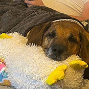 Mojito a rejoint le concours — aidez-le/la à gagner de superbes lots ! blanket, brown_dog, carpet, casual_clothing, comfort, controller, cozy, dog, gaming, hands, home, indoor, person, playing, plush_toy, relaxed, resting, soft_texture, stuffed_animal, yellow_feet