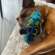 Mojito participe au concours pour gagner de l'argent avec cette photo : dog, toy, chew_toy, brown_dog, indoor, flooring, wood_floor, pet_bed, fluffy_bed, playful, close_up, canine, teeth, paw, relaxed, resting, household, pet, animal, companion