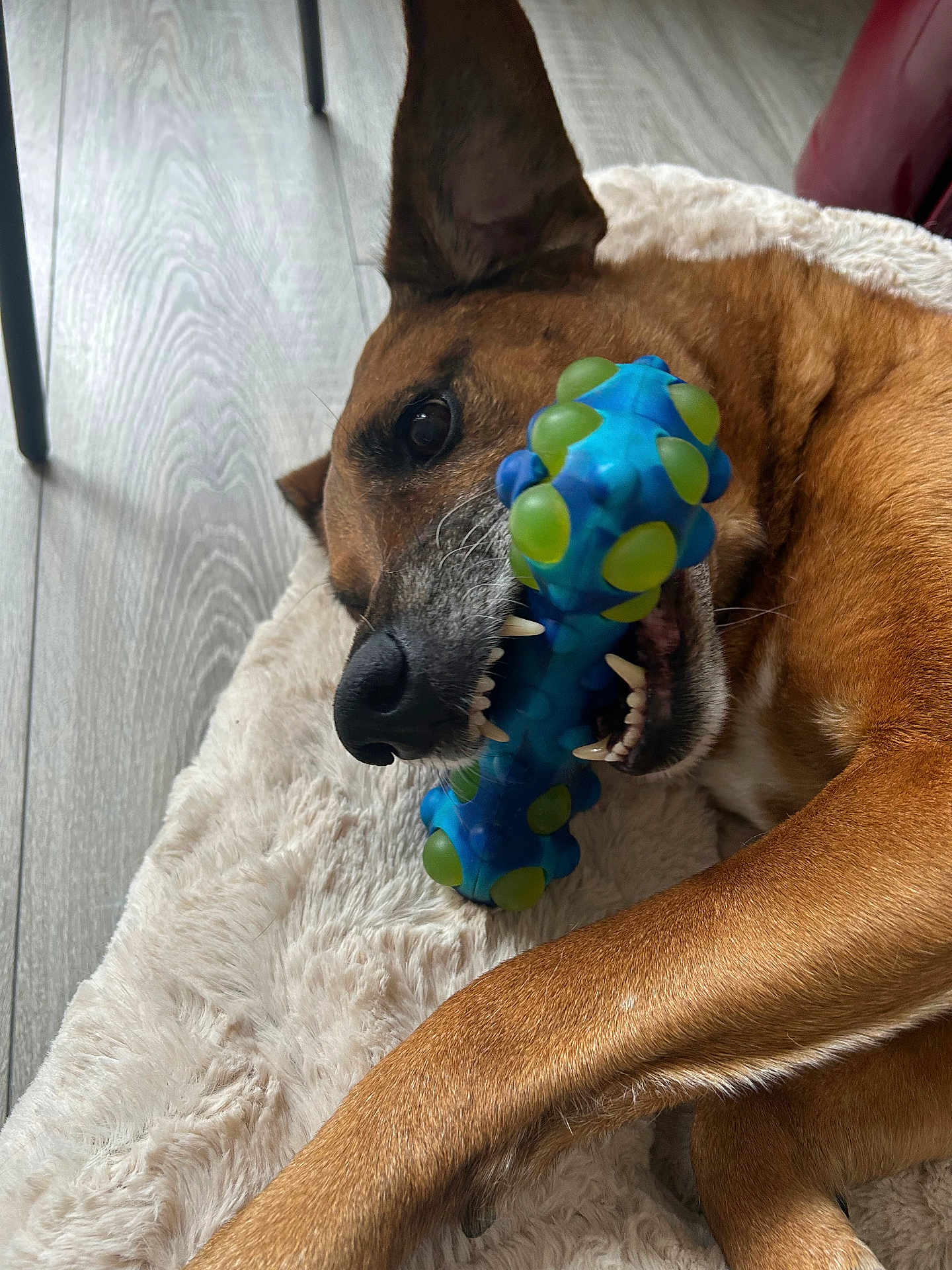 Mojito participe au concours pour gagner de l'argent avec cette photo : dog, toy, chew_toy, brown_dog, indoor, flooring, wood_floor, pet_bed, fluffy_bed, playful, close_up, canine, teeth, paw, relaxed, resting, household, pet, animal, companion