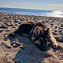 animal, beach, canine, coast, dog, german_shepherd, nature, ocean, outdoor, peaceful, puppy, relaxing, sand, sea, sky, sleeping, summer, sunlight, vacation, water