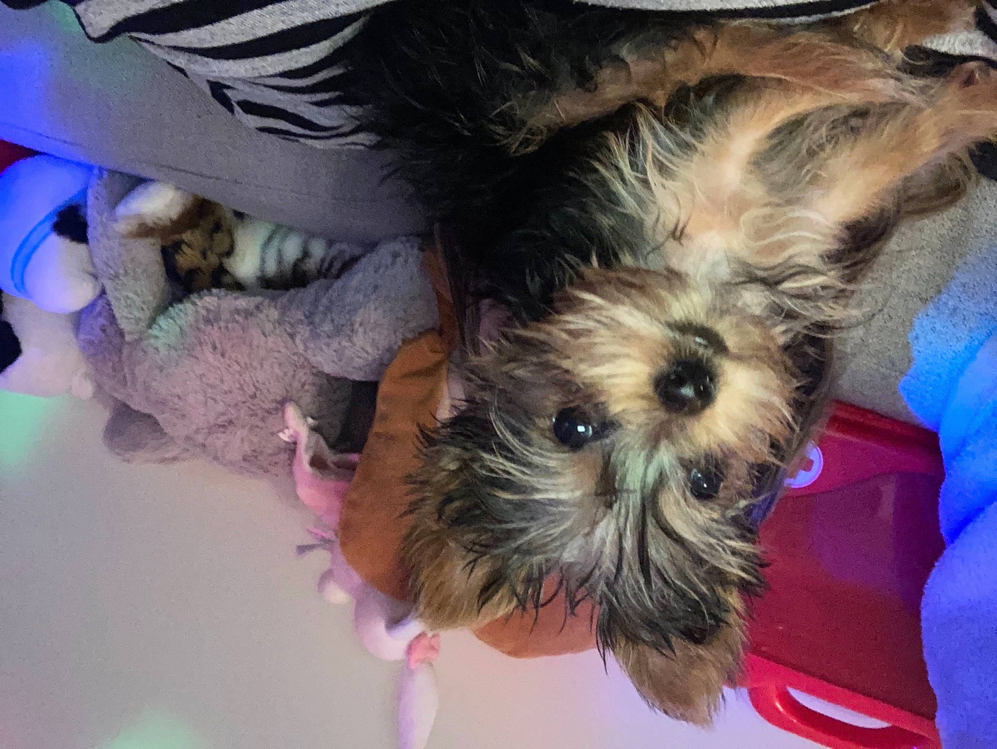 Roxy a rejoint le concours — aidez-le/la à gagner de superbes lots ! canidae, carnivore, companion_dog, dog, dog_breed, dog_supply, fur, plush, schnauzer, small_terrier, snout, stuffed_toy, terrier, toy_dog, working_dog