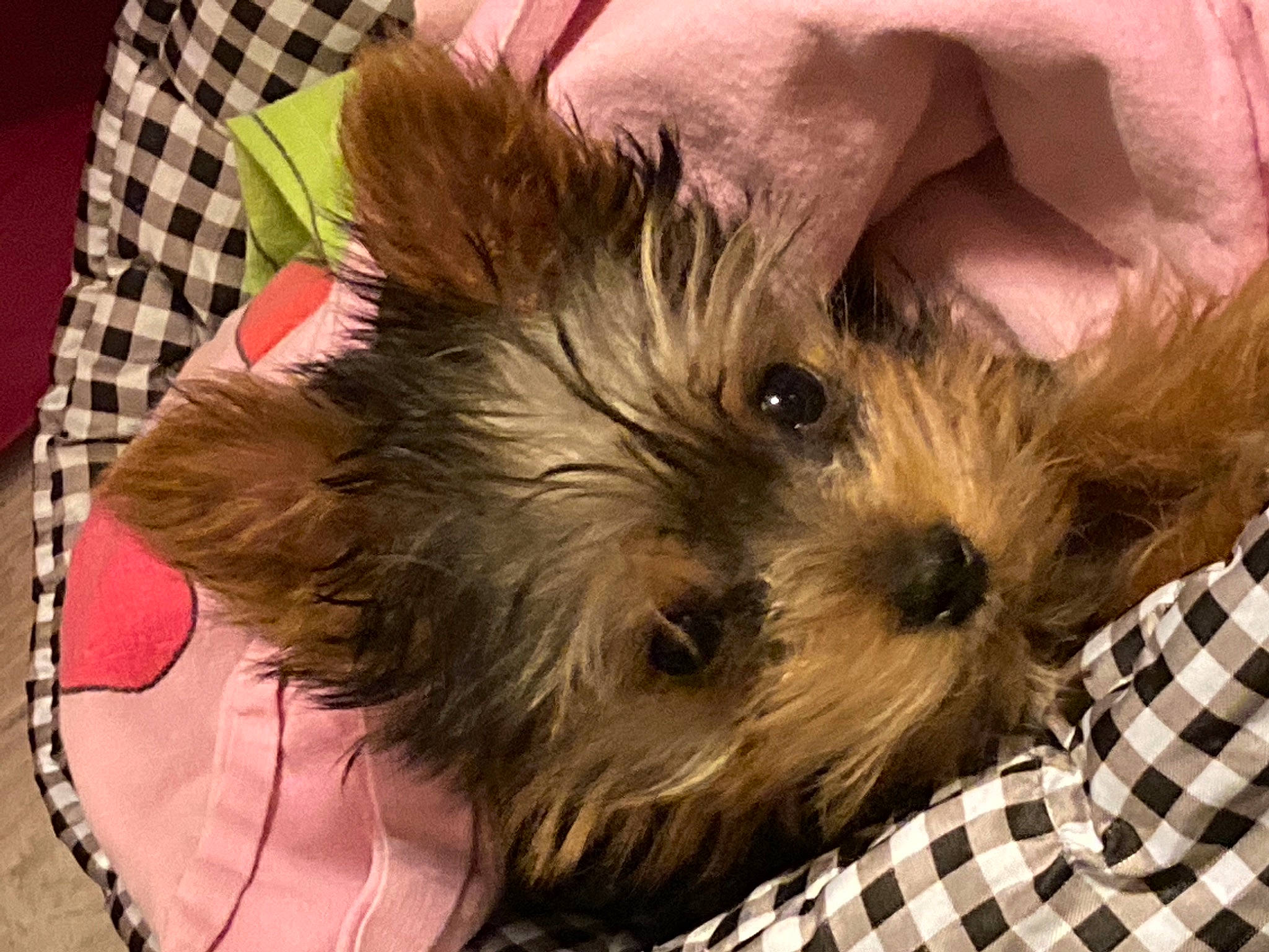 Roxy a rejoint le concours — aidez-le/la à gagner de superbes lots ! biewer_terrier, carnivore, companion_dog, dog, dog_breed, dress_shirt, linens, pattern, plaid, puppy, small_terrier, tartan, toy_dog, working_animal, yorkipoo