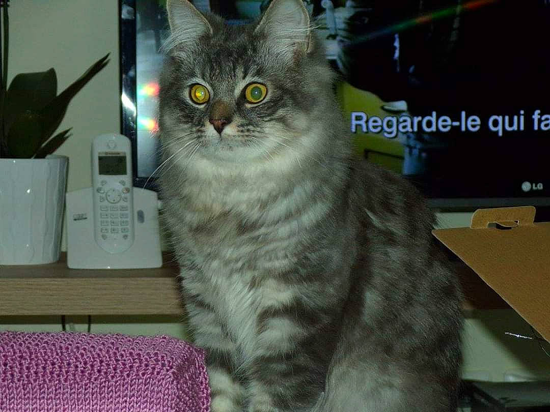 Luigi participe au concours pour gagner de l'argent avec cette photo : american_wirehair, asian, asian_semi_longhair, australian_mist, british_semi_longhair, california_spangled, carnivore, cat, domestic_long_haired_cat, domestic_short_haired_cat, dragon_li, european_shorthair, eye, felidae, mammal, siberian, small_to_medium_sized_cats, snout, vertebrate, whiskers