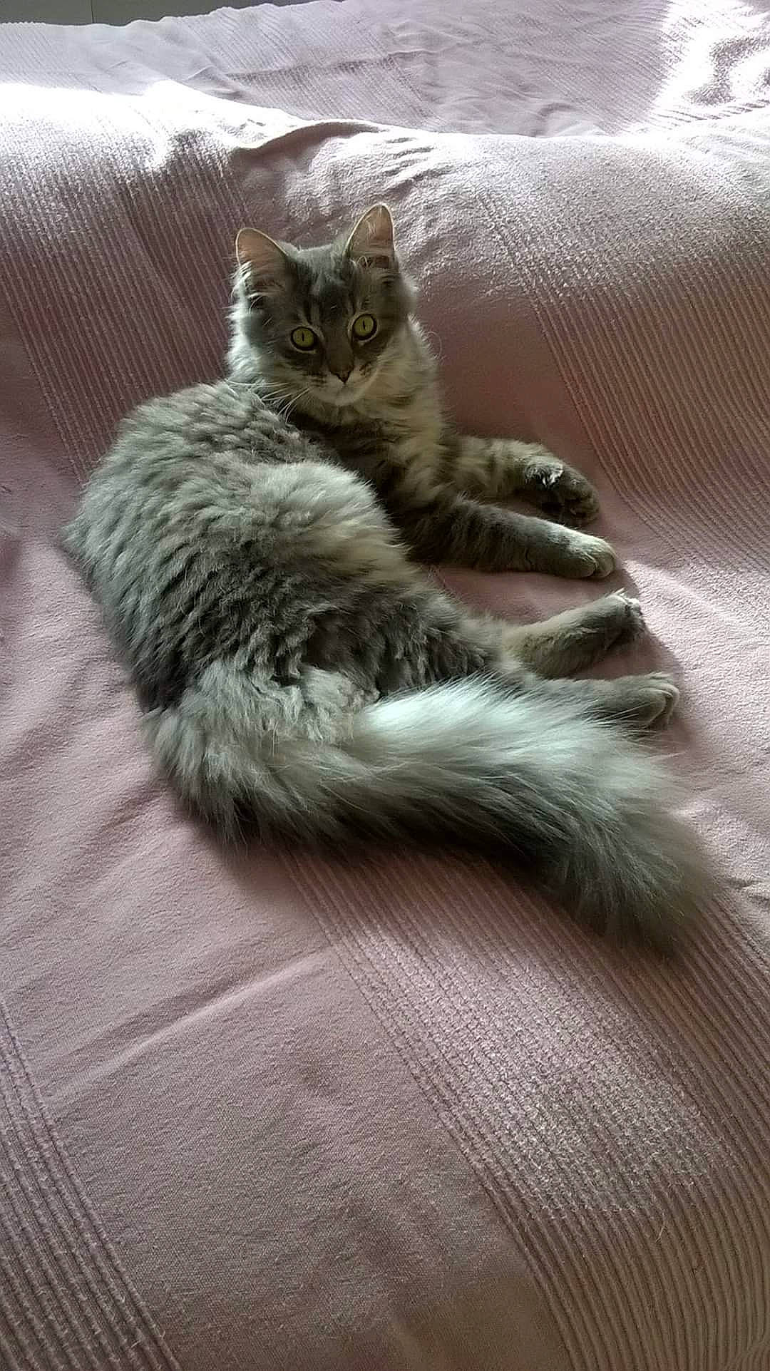 Luigi a rejoint le concours — aidez-le/la à gagner de superbes lots ! american_curl, british_semi_longhair, carnivore, cat, claw, domestic_short_haired_cat, dragon_li, european_shorthair, fawn, felidae, fur, kitten, nebelung, norwegian_forest_cat, paw, polydactyl_cat, small_to_medium_sized_cats, tabby_cat, tail, whiskers