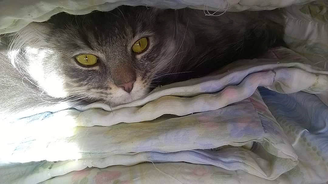 Luigi participe au concours pour gagner de l'argent avec cette photo : carnivore, cat, domestic_short_haired_cat, drawing, eye, felidae, kitten, norwegian_forest_cat, paint, painting, small_to_medium_sized_cats, snout, watercolor_paint, whiskers