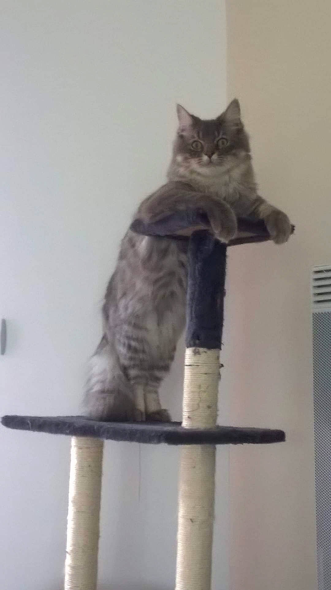 Luigi participe au concours pour gagner de l'argent avec cette photo : asian, british_longhair, british_semi_longhair, british_shorthair, carnivore, cat, chartreux, domestic_short_haired_cat, felidae, kitten, maine_coon, nebelung, polydactyl_cat, russian_blue, siberian, small_to_medium_sized_cats, tail, whiskers