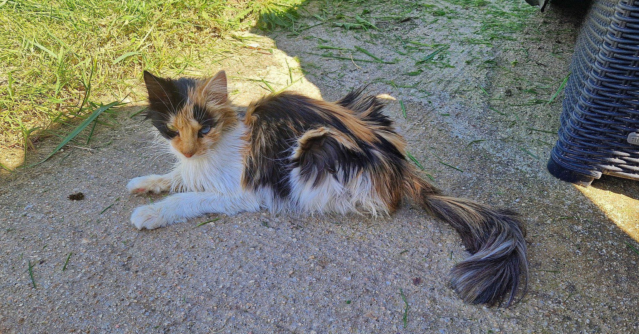 Trésor participe au concours pour gagner de l'argent avec cette photo : carnivore, cat, claw, domestic_short_haired_cat, eye, fawn, felidae, foot, fur, grass, paw, plant, sitting, small_to_medium_sized_cats, snout, tail, terrestrial_animal, tree, whiskers, wildlife