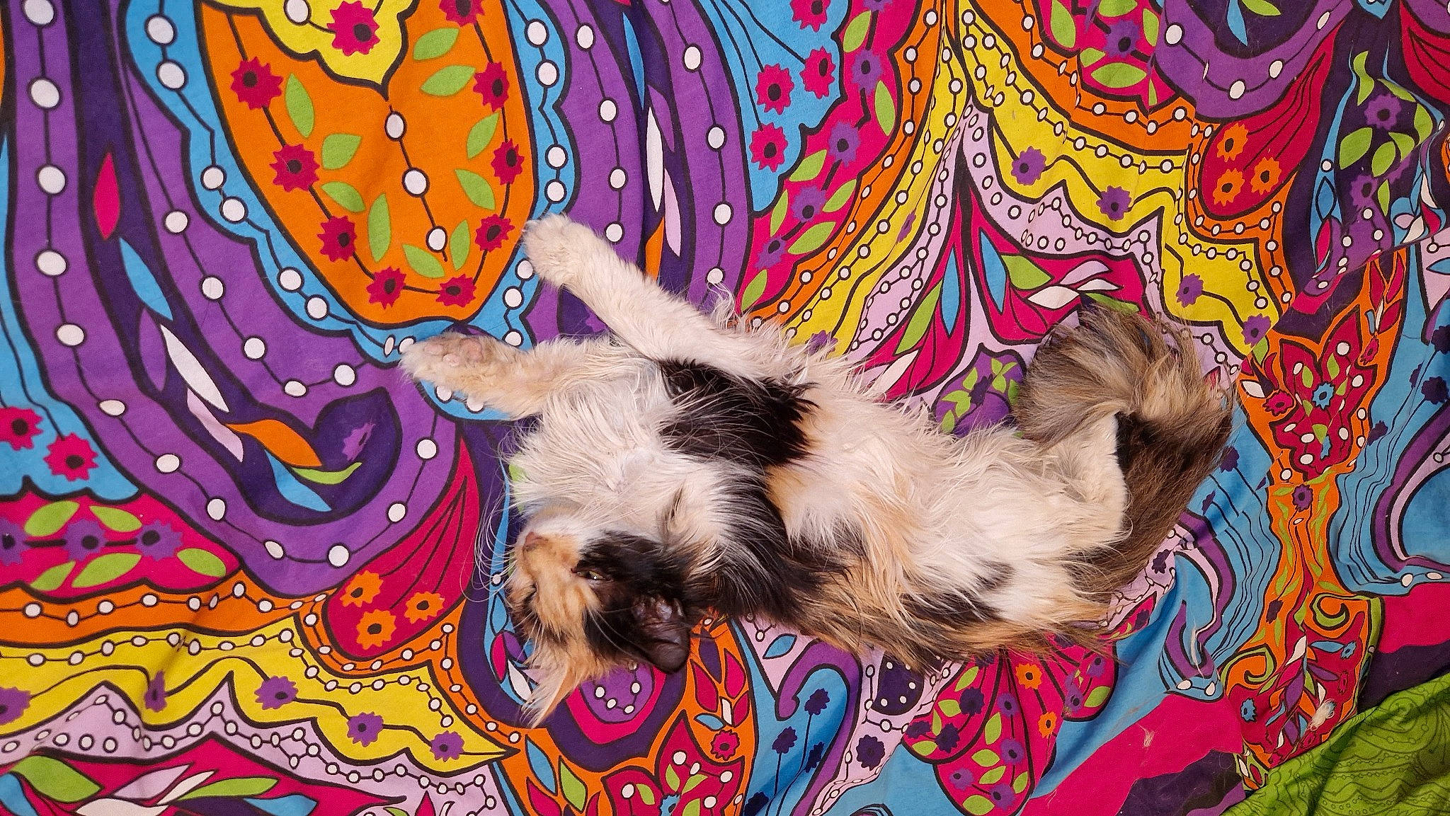 Trésor a rejoint le concours — aidez-le/la à gagner de superbes lots ! art, canidae, carnivore, companion_dog, dog, dog_breed, dog_supply, event, fawn, magenta, mammal, pattern, small_terrier, sporting_group, tail, terrier, toy_dog, vertebrate, visual_arts, working_animal