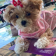 Ellie Mae is registered to the contest to win money with this photo: puppy, dog, pink_bow, pink_dress, fluffy, cute, pet, table, glass_table, outdoor, patio, furniture, curious, small_dog, adorable, animal, companion, domestic_animal, relaxed, portrait