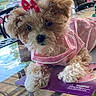 puppy, dog, pink_bow, pink_dress, fluffy, cute, pet, table, glass_table, outdoor, patio, furniture, curious, small_dog, adorable, animal, companion, domestic_animal, relaxed, portrait