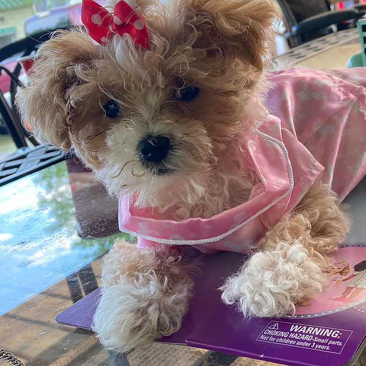 Ellie Mae is registered to the contest to win money with this photo: puppy, dog, pink_bow, pink_dress, fluffy, cute, pet, table, glass_table, outdoor, patio, furniture, curious, small_dog, adorable, animal, companion, domestic_animal, relaxed, portrait