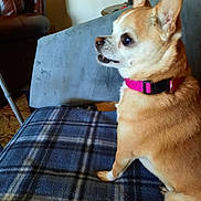 Little Lady joined the competition — help win amazing prizes! dog, small_dog, chihuahua, pet, animal, collar, pink_collar, blanket, plaid_blanket, furniture, indoor, carpet, brown_fur, white_fur, side_view, paw, ear, alert, cute, domestic