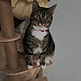 cat, tabby_cat, cat_tree, scratching_post, toy_mouse, platform, wood, indoor, pet, white_paws, collar, yellow_eyes, whiskers, sitting, furniture, hanging_toy, curious, peek, second_cat, wall