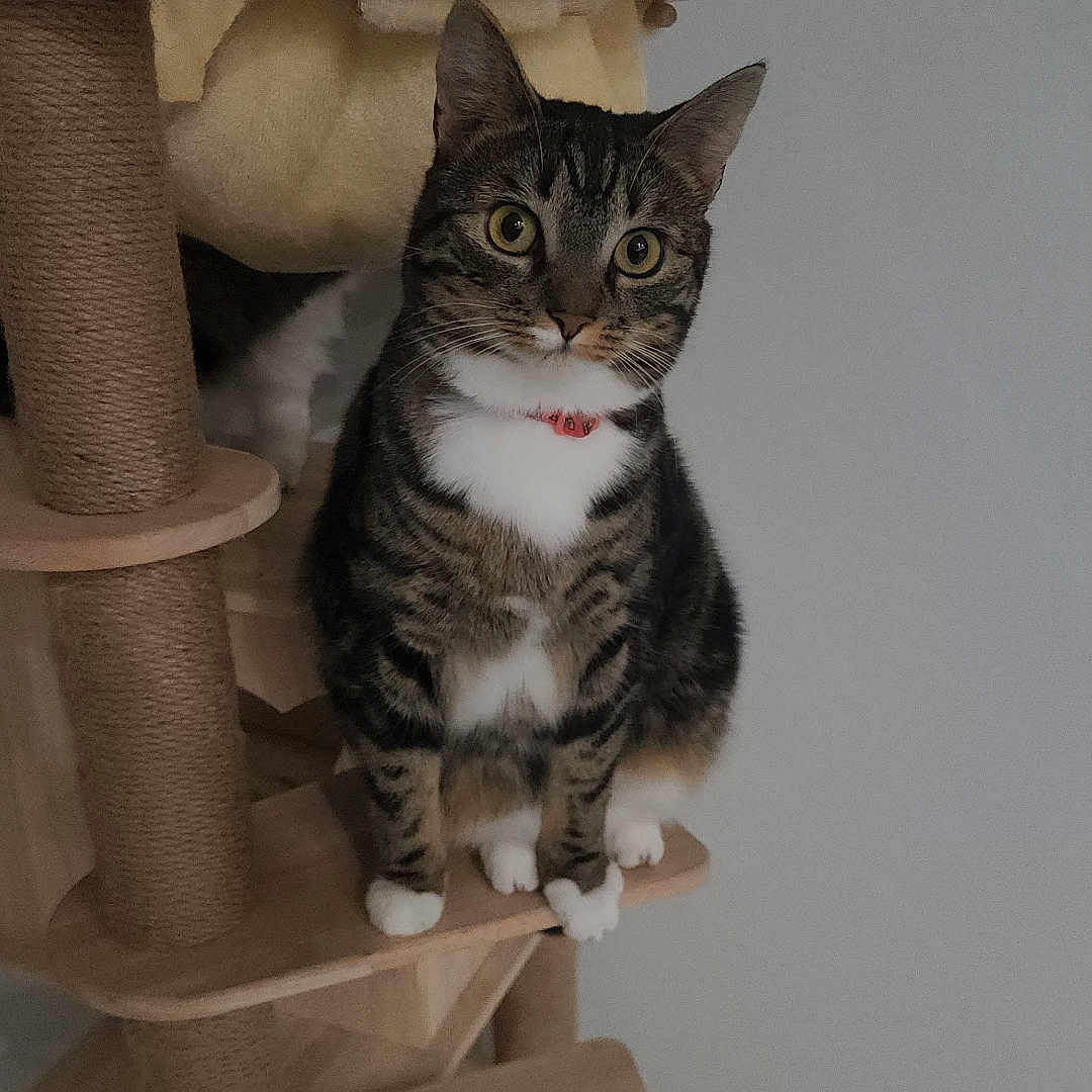 Luna joined the competition — help win amazing prizes! cat, cat_tree, collar, curious, furniture, hanging_toy, indoor, peek, pet, platform, scratching_post, second_cat, sitting, tabby_cat, toy_mouse, wall, whiskers, white_paws, wood, yellow_eyes