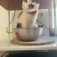 Zeus participe au concours pour gagner de l'argent avec cette photo : cat, animal, pet, bowl, collar, bell, indoor, feline, curious, sitting, metal, mat, window, shelf, cord, whiskers, ears, face, fur, domestic
