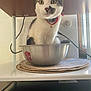 cat, animal, pet, bowl, collar, bell, indoor, feline, curious, sitting, metal, mat, window, shelf, cord, whiskers, ears, face, fur, domestic
