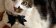 Zeus a rejoint le concours — aidez-le/la à gagner de superbes lots ! cat, pet, bow_tie, indoor, yellow_eyes, fur, whiskers, curious, fluffy_rug, wooden_background, close_up, domestic_animal, mammal, relaxed, cute, collar, white_fur, black_fur, portrait, animal