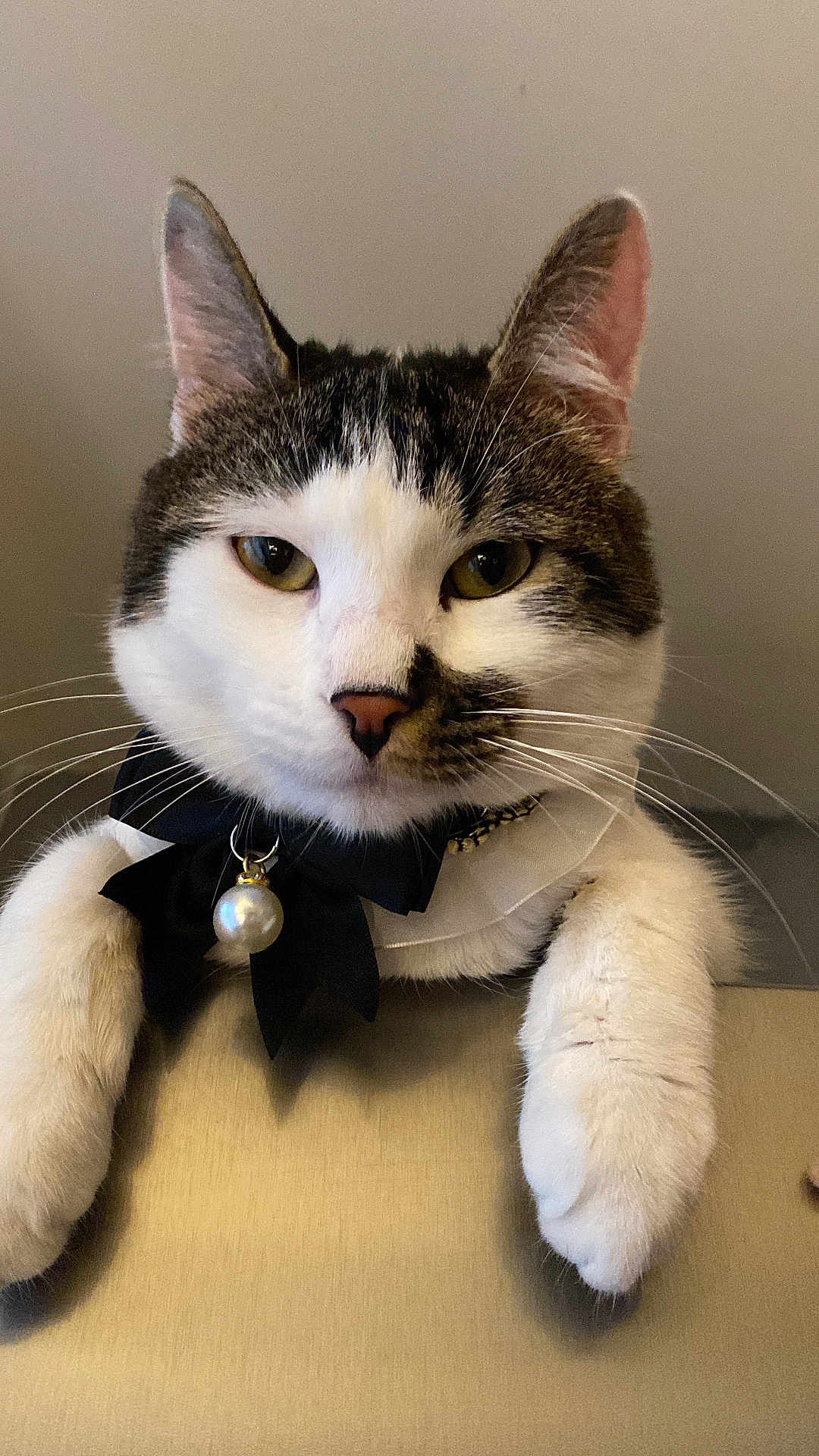 Zeus a rejoint le concours — aidez-le/la à gagner de superbes lots ! cat, pet, bow_tie, white_fur, tabby_fur, whiskers, paws, close_up, indoor, domestic_animal, cute, feline, animal_accessory, necklace, portrait, resting, curious, soft_lighting, neutral_background, fluffy