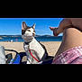 Zeus a rejoint le concours — aidez-le/la à gagner de superbes lots ! cat, beach, sea, sky, person, legs, sand, leash, vacation, outdoor, sunny, relaxation, animal, pet, summer, blue_sky, shore, nature, travel, holiday