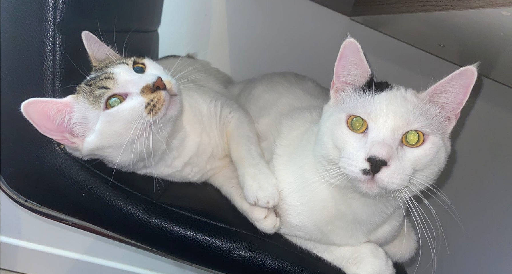 Razmo participe au concours pour gagner de l'argent avec cette photo : carnivore, cat, comfort, domestic_short_haired_cat, fawn, felidae, fur, mammal, paw, pet_supply, small_to_medium_sized_cats, snout, tail, vertebrate, whiskers