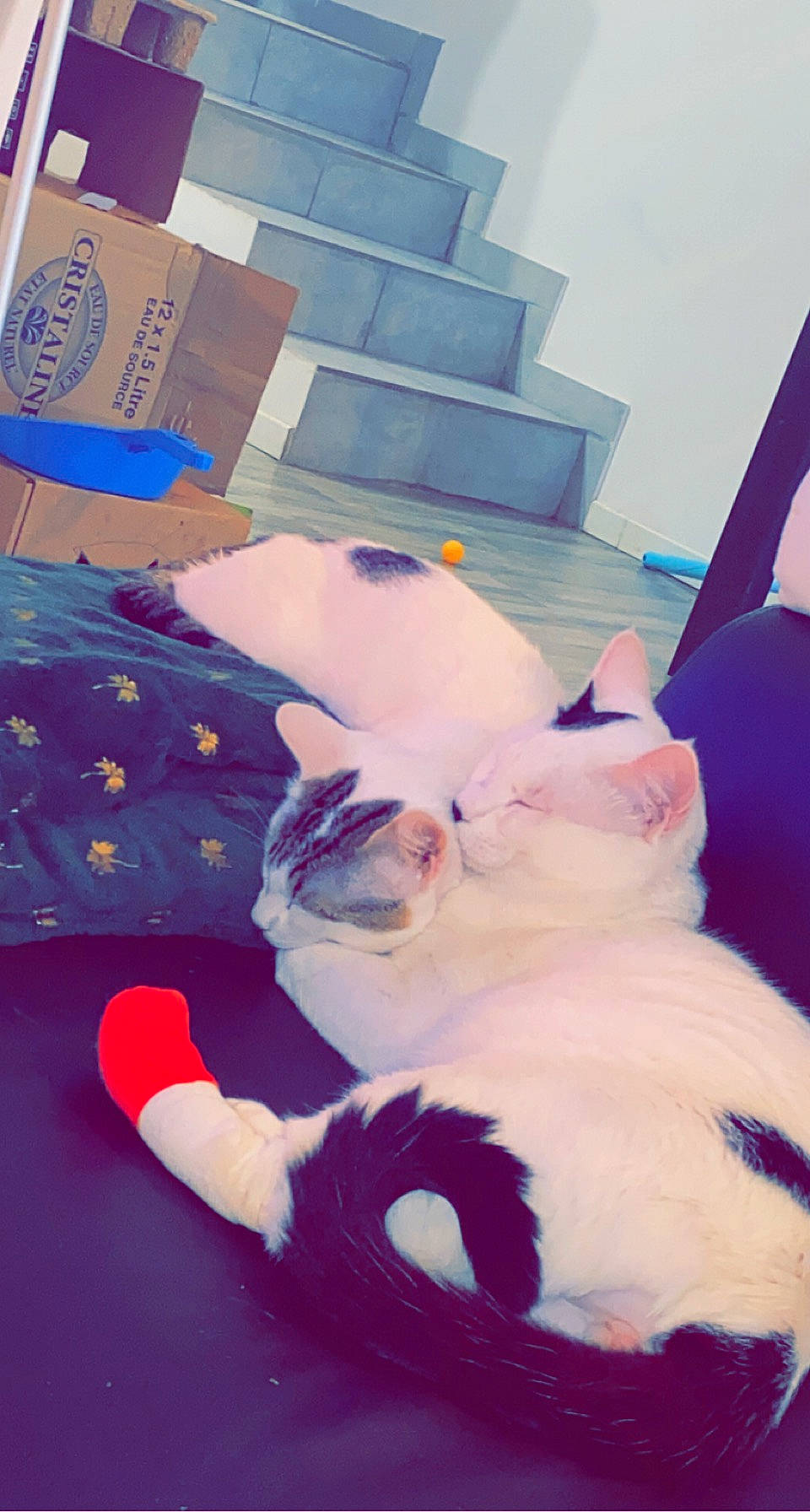 Rapido a rejoint le concours — aidez-le/la à gagner de superbes lots ! carnivore, cat, comfort, companion_dog, dog_breed, domestic_short_haired_cat, fawn, felidae, fur, human_leg, lap, linens, mammal, pink, sky, small_to_medium_sized_cats, stuffed_toy, tail, textile, whiskers