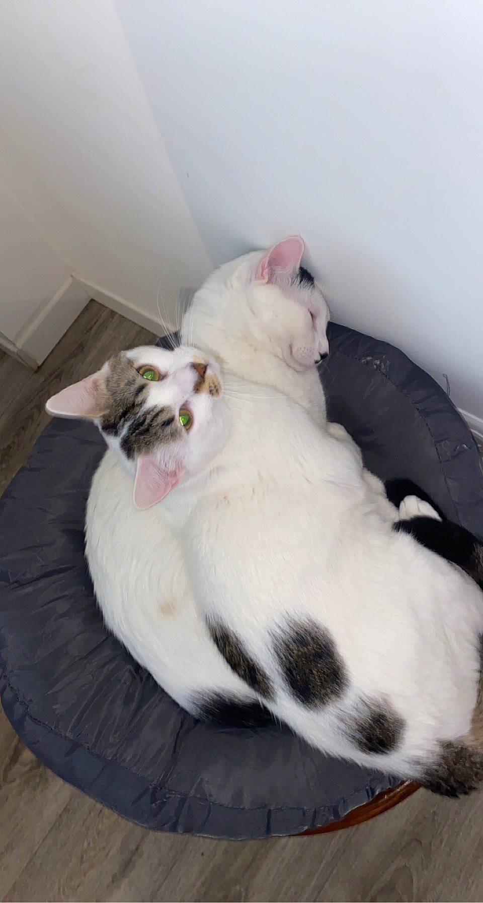 Rapido a rejoint le concours — aidez-le/la à gagner de superbes lots ! canidae, carnivore, cat, cat_supply, comfort, companion_dog, dog_breed, domestic_short_haired_cat, fang, felidae, flooring, fur, hardwood, nap, paw, room, small_to_medium_sized_cats, snout, tail, whiskers