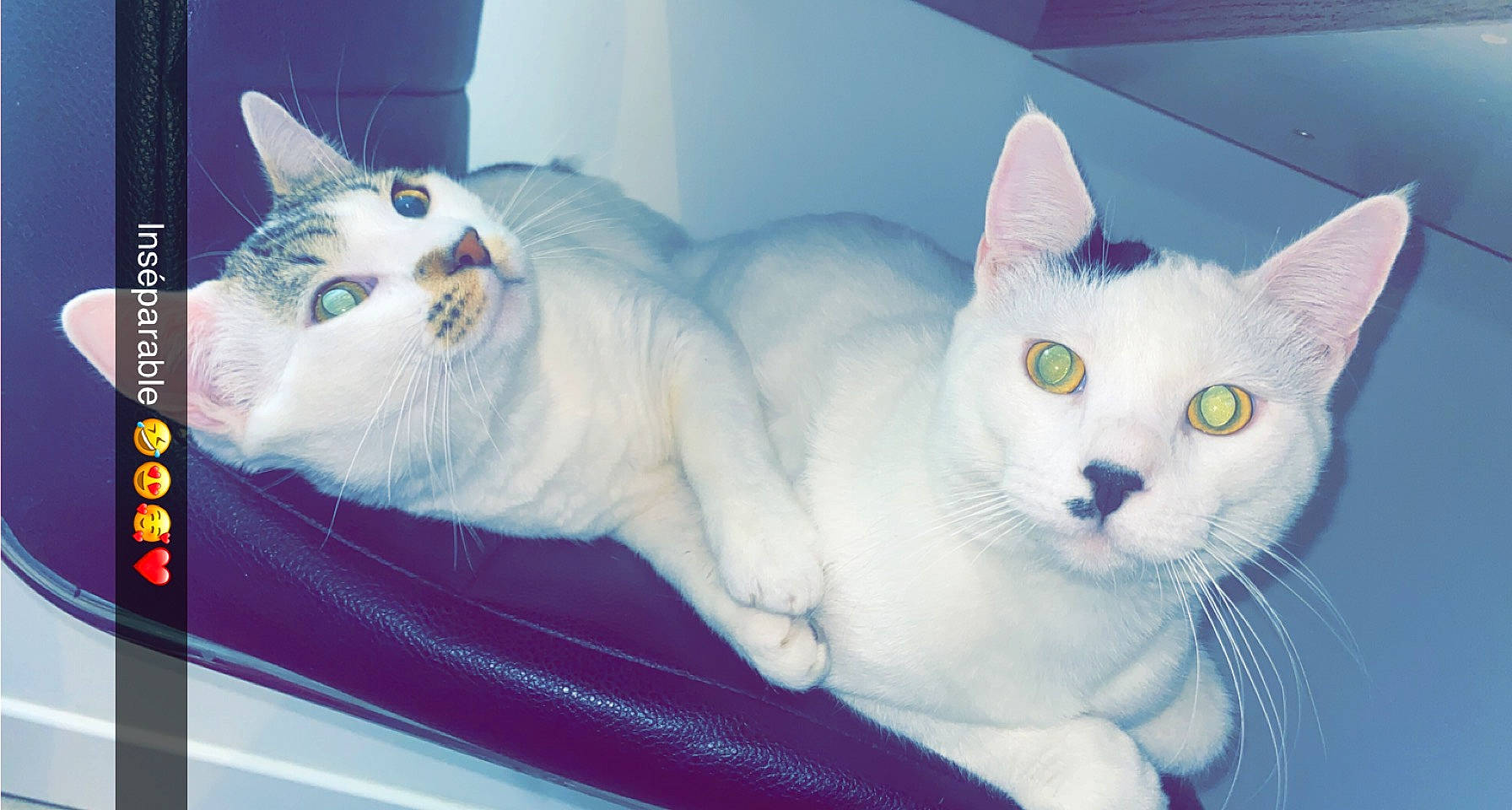 Rapido a rejoint le concours — aidez-le/la à gagner de superbes lots ! carnivore, cat, cat_supply, claw, comfort, domestic_short_haired_cat, eye, felidae, fur, head, mammal, paw, pet_supply, rectangle, sitting, small_to_medium_sized_cats, snout, tail, vertebrate, whiskers