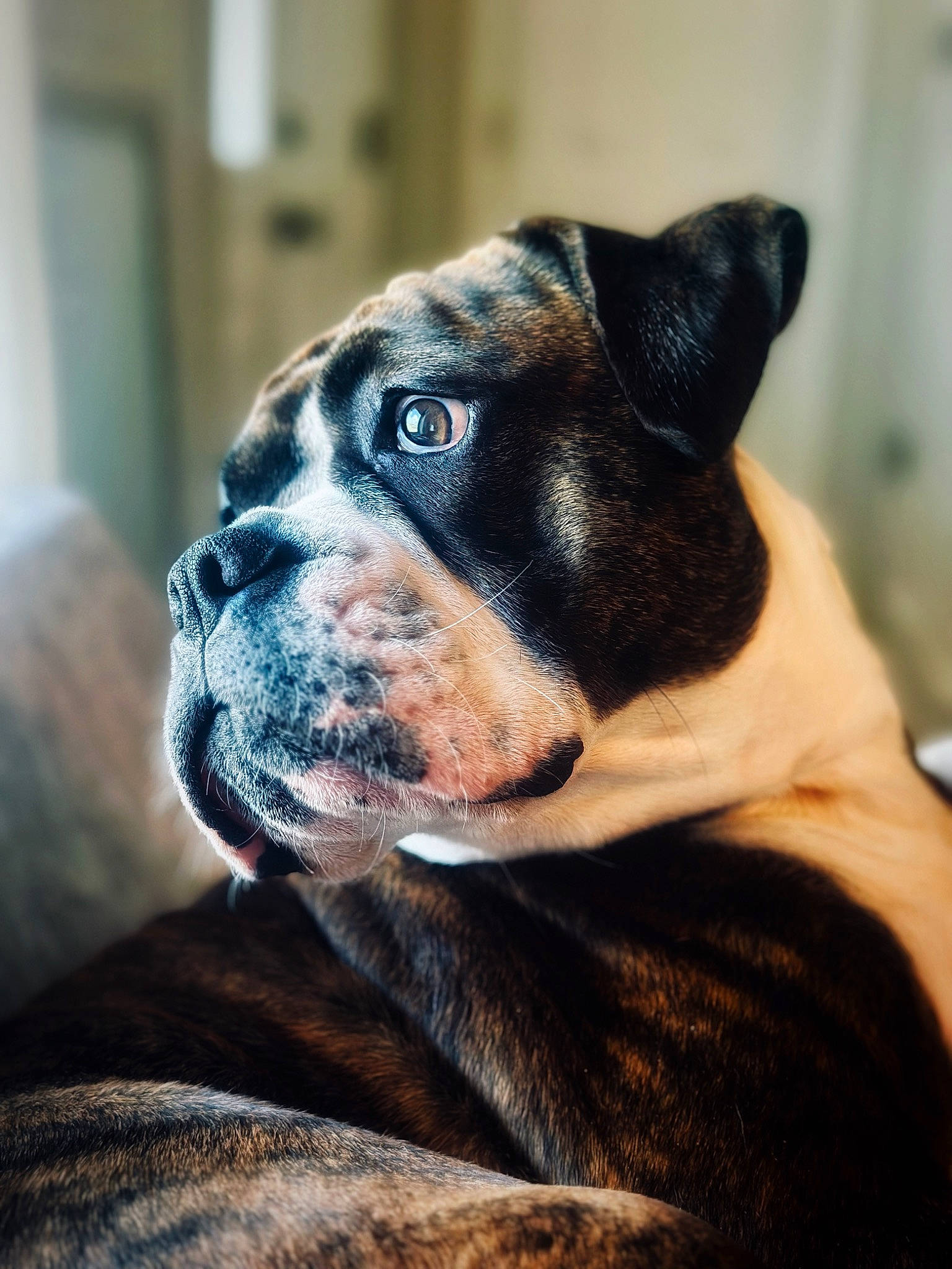 Jersey is registered to the contest to win money with this photo: bored, boston_terrier, canidae, carnivore, collar, companion_dog, dog, dog_breed, fawn, fur, guard_dog, non_sporting_group, snout, sporting_group, terrestrial_animal, whiskers, window, working_animal, working_dog