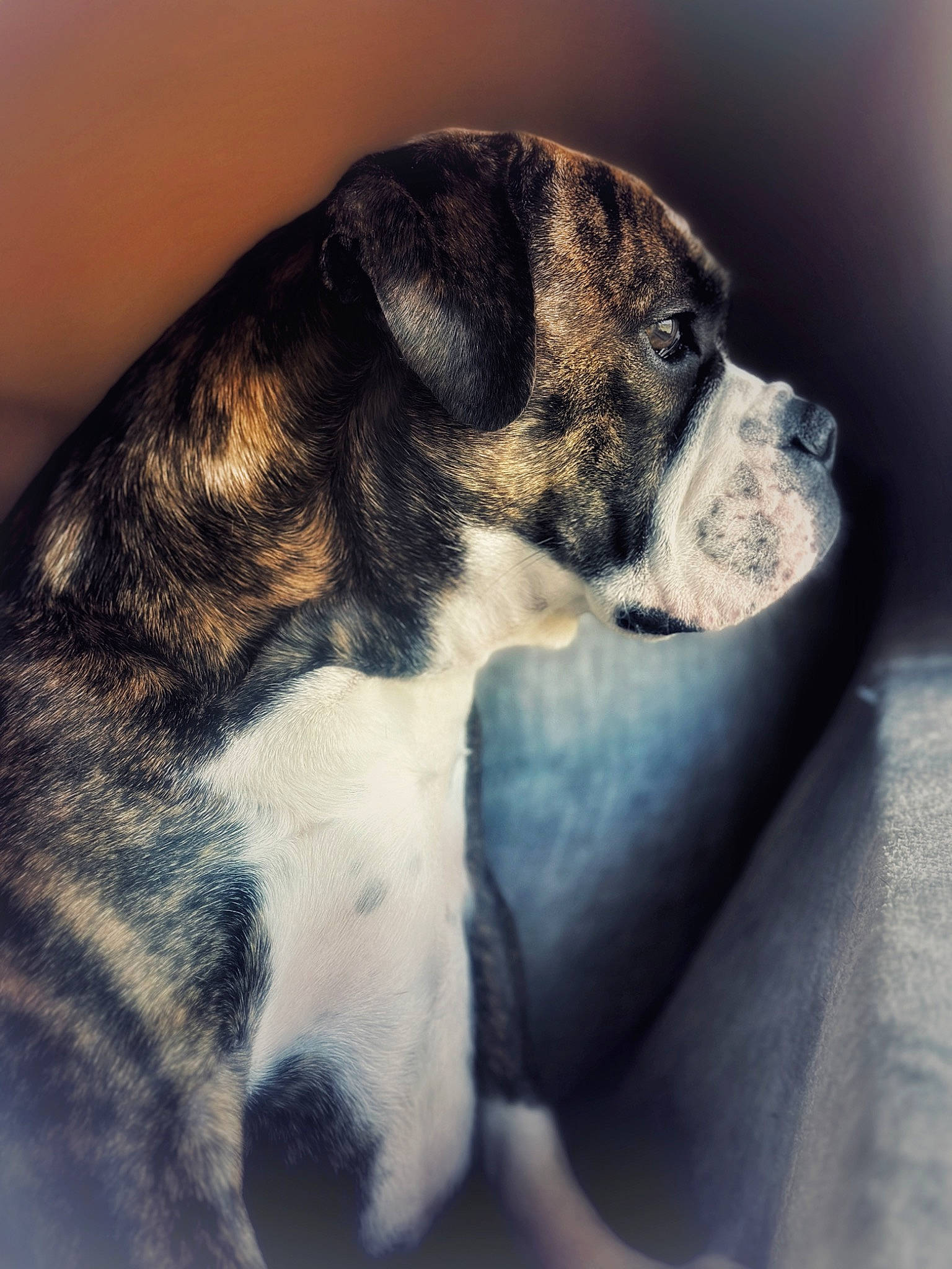 Jersey joined the competition — help win amazing prizes! art, bored, canidae, carnivore, comfort, companion_dog, dog, dog_breed, fawn, fur, non_sporting_group, paw, snout, sporting_group, tail, toy_dog, whiskers, working_animal, working_dog, wrinkle