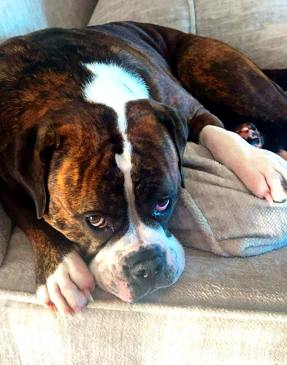 Jersey is registered to the contest to win money with this photo: boxer, canidae, carnivore, collar, comfort, companion_dog, dog, dog_breed, dog_collar, fawn, fur, liver, molosser, puppy, puppy_love, sporting_group, whiskers, working_animal, working_dog, wrinkle