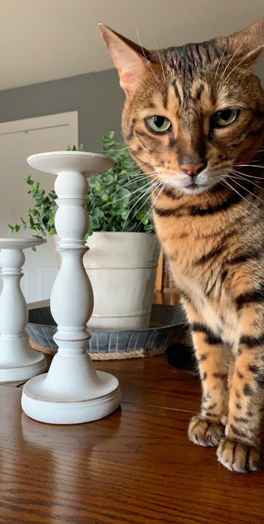 Jasper is registered to the contest to win money with this photo: carnivore, cat, domestic_short_haired_cat, felidae, flooring, flowerpot, fur, grass, hardwood, houseplant, paw, plant, porcelain, pottery, serveware, small_to_medium_sized_cats, tail, terrestrial_animal, whiskers, wood