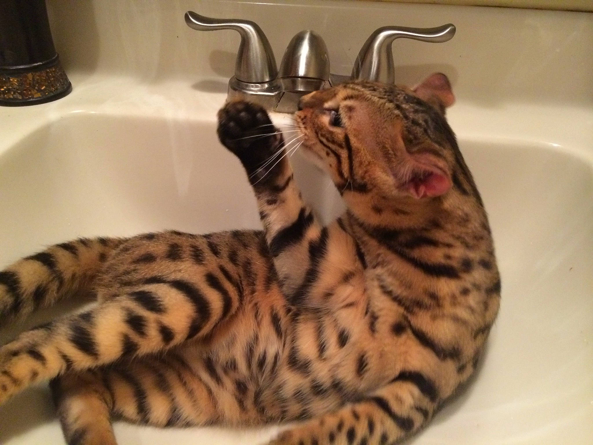 Jasper joined the competition — help win amazing prizes! bathroom, big_cats, carnivore, cat, ceramic, cooking, felidae, fluid, fur, kitchen_sink, plumbing, plumbing_fixture, recipe, room, sink, small_to_medium_sized_cats, snout, tap, terrestrial_animal, whiskers