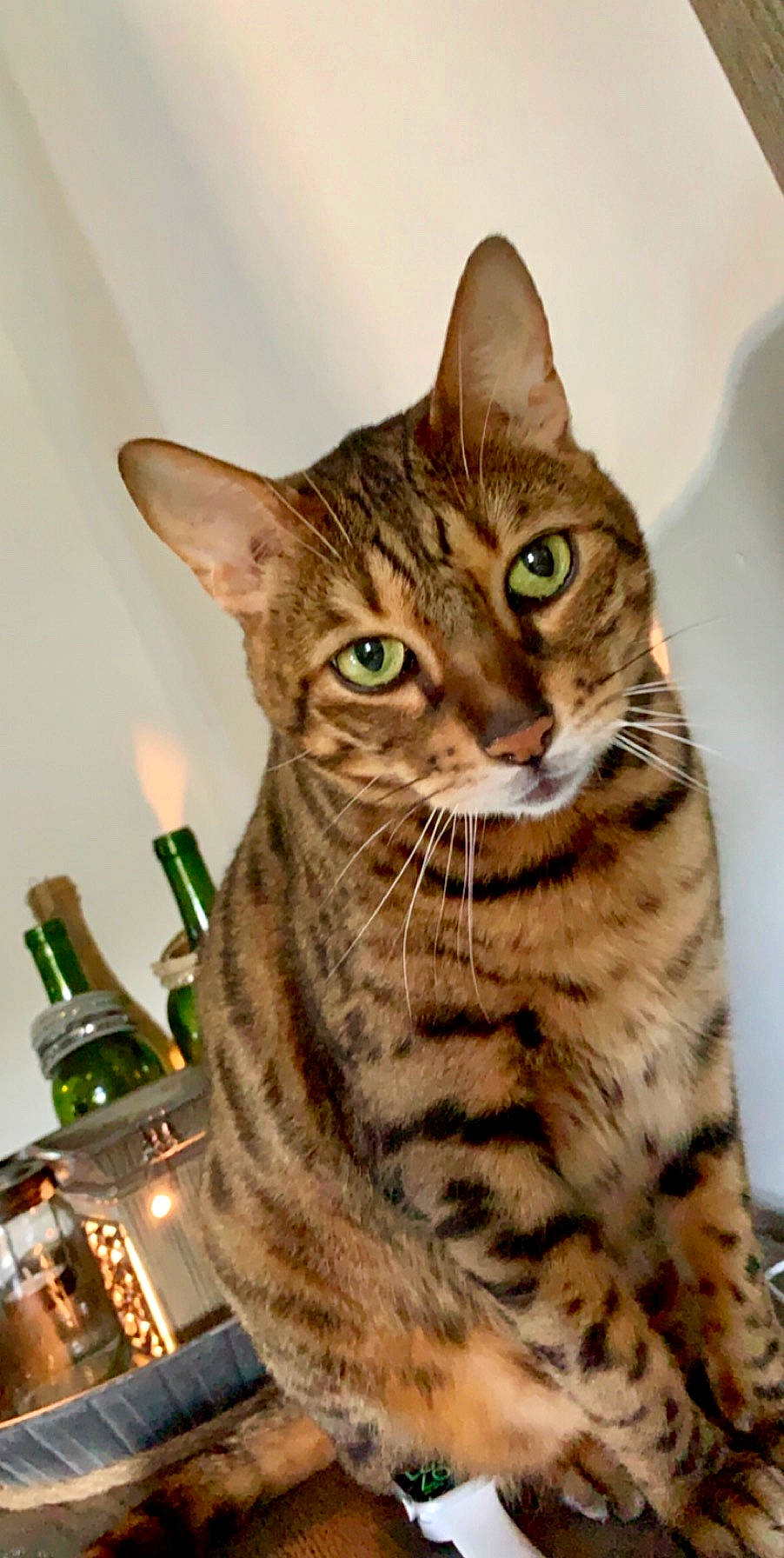Jasper joined the competition — help win amazing prizes! barware, beer, bottle, carnivore, cat, domestic_short_haired_cat, felidae, fur, head, small_to_medium_sized_cats, snout, terrestrial_animal, whiskers, wildlife