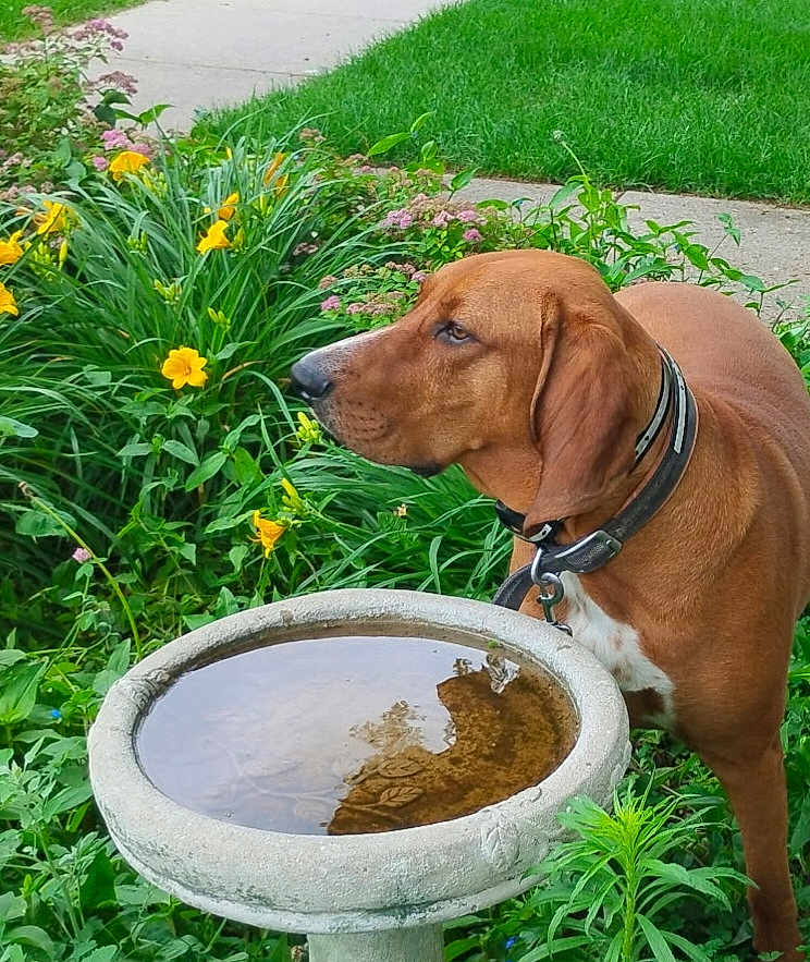 Koda