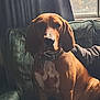Koda is registered to the contest to win money with this photo: dog, indoor, armchair, window, natural_light, brown_dog, pet, seated, furniture, collar, shadow, cozy, curtain, home, domestic_animal, relaxed, canine, companion, portrait, calm