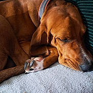 Koda is registered to the contest to win money with this photo: dog, brown_dog, sleeping, paw, collar, cushion, indoor, resting, pet, canine, fur, closeup, cozy, relaxation, comfort, napping, snout, animal, companion, home