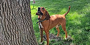 Koda joined the competition — help win amazing prizes! dog, brown_dog, tree_trunk, grass, outdoor, daylight, collar, leash, park, nature, canine, animal, side_view, alert, standing, greenery, sunlight, trunk, curious, pet